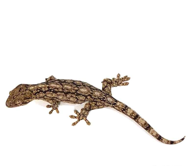 wahlbergs-velvet-gecko wahlbergs velvet gecko e1748145260686