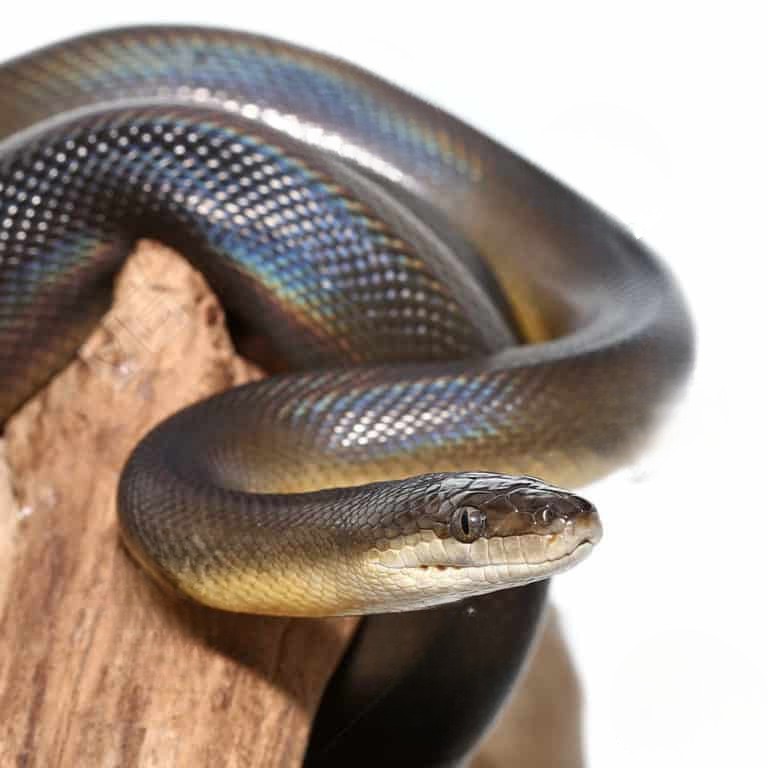 water-python-pair water python pair