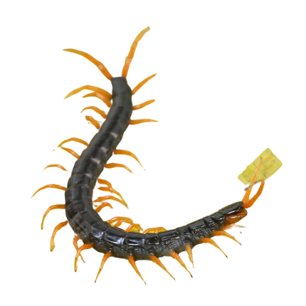 Waterfall Centipede
