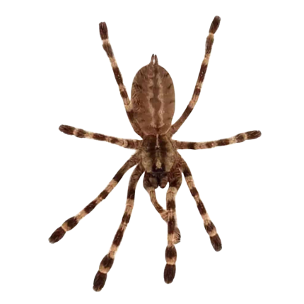 Wessel’s Tiger Ornamental Tarantula (3 – 4”)