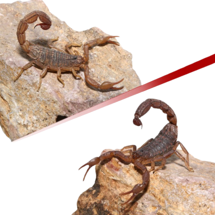 West African Bark Scorpion