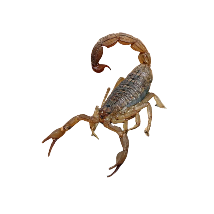 West African Bark Scorpion (Light Phase)
