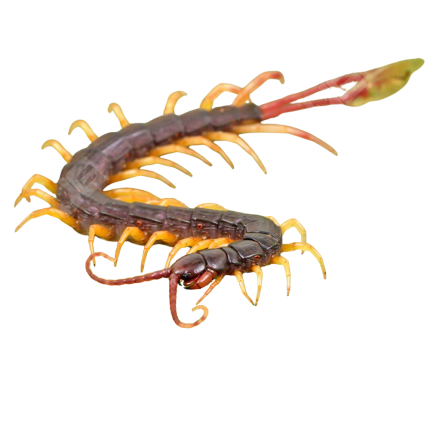 West African Feathertail Centipede