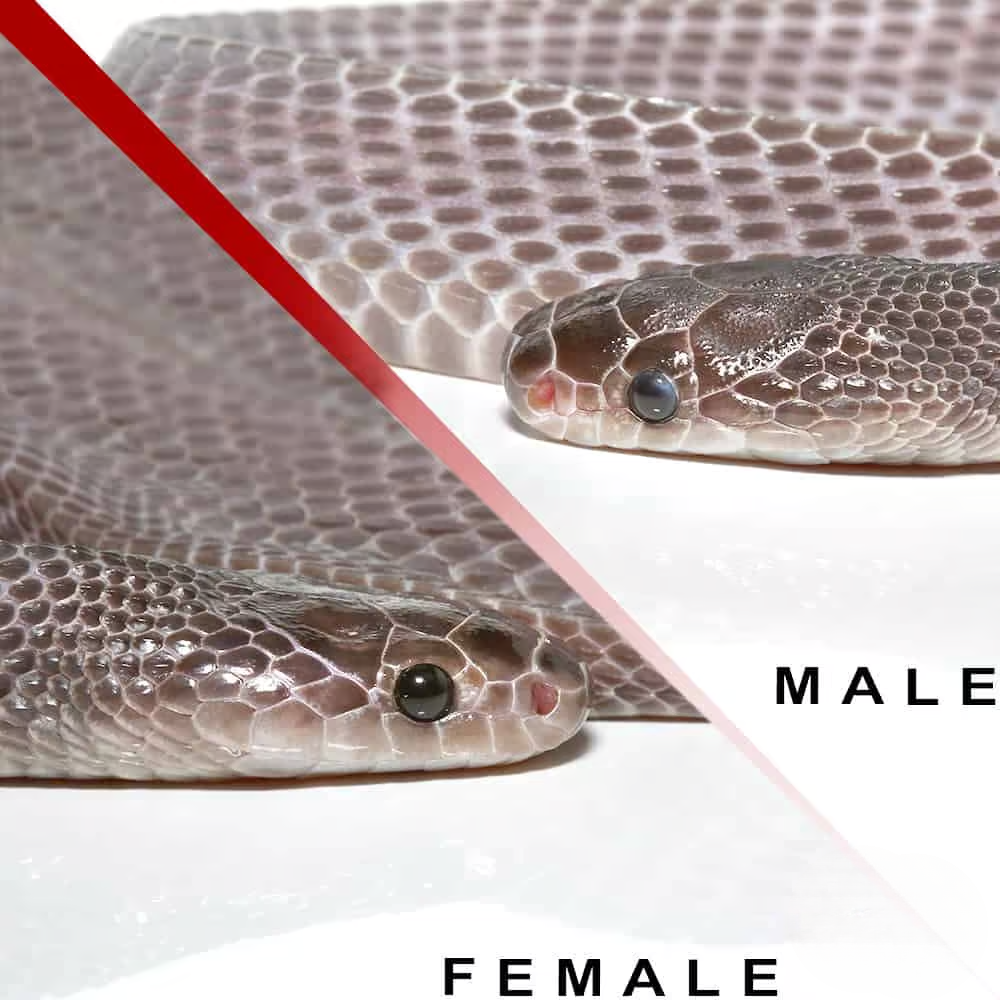 west-african-file-snake-pair west african file snake pair