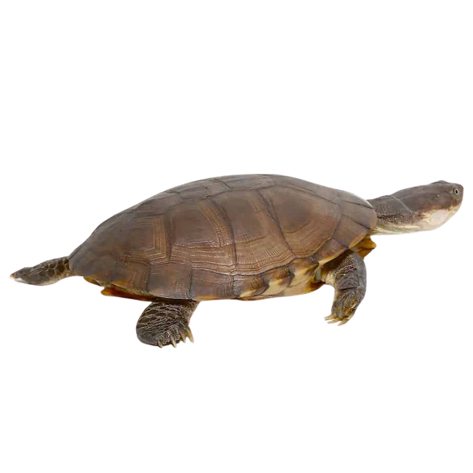 west-african-helmeted-turtle (1) west african helmeted turtle 1