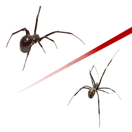 Western Black Widow Spider Pair
