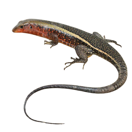 Western Girdled Lizard