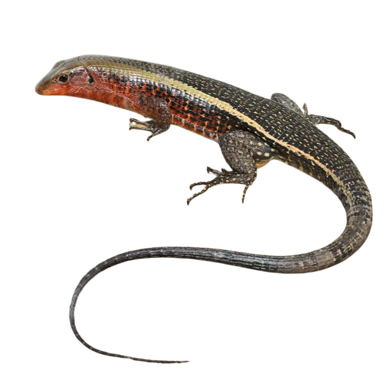 western-girdled-lizard (1) western girdled lizard 1
