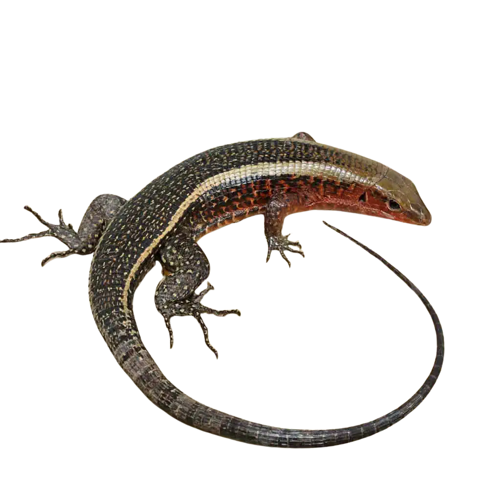 western-girdled-lizard (2) western girdled lizard 2