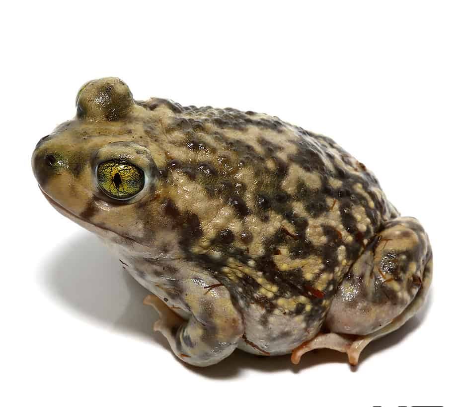 western-spadefoot-toad western spadefoot toad e1745950888135