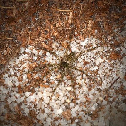 White Banded Fishing Spider (3 – 4.5”)