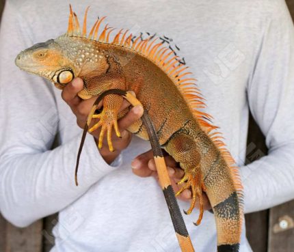 White Head Green Iguana (3 – 4′)