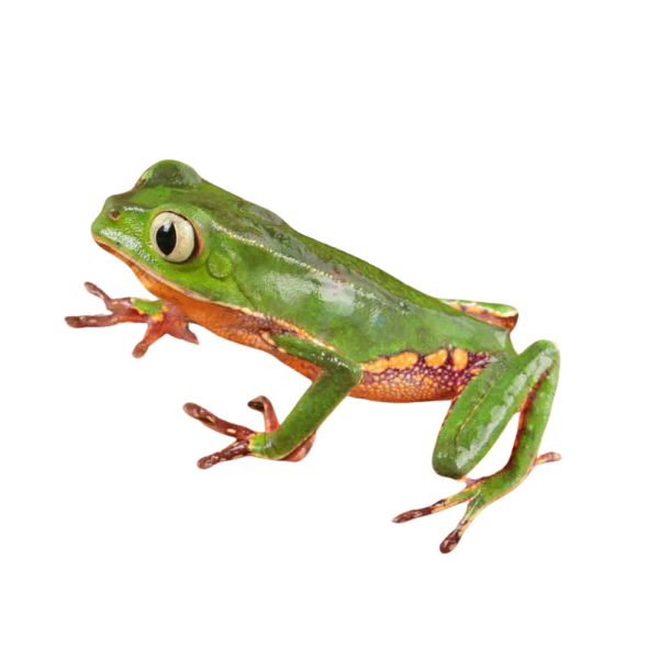White Lined Leaf Frog