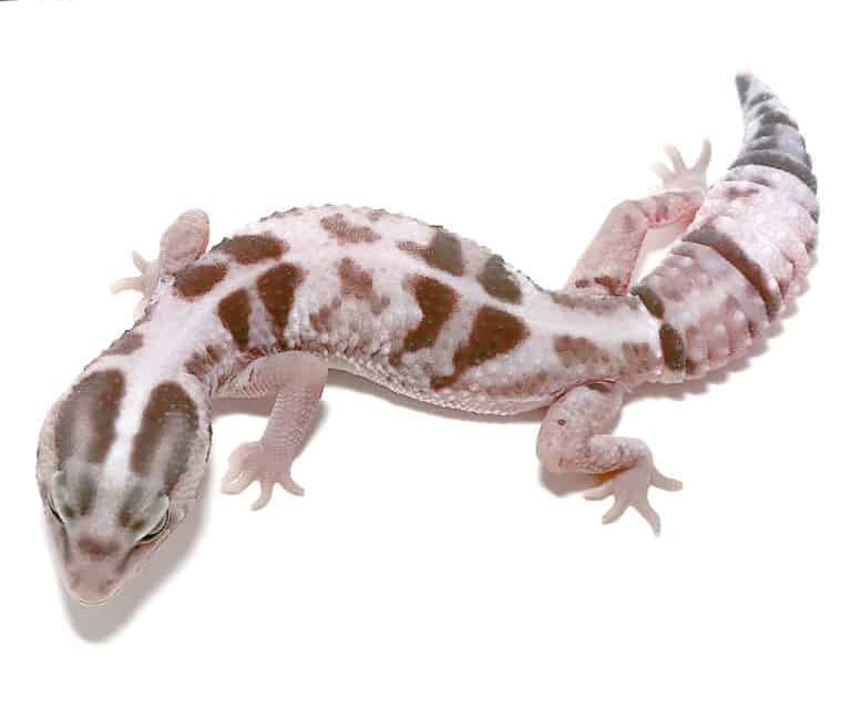 white-out-oreo-fat-tail-gecko white out oreo fat tail gecko e1748112046596