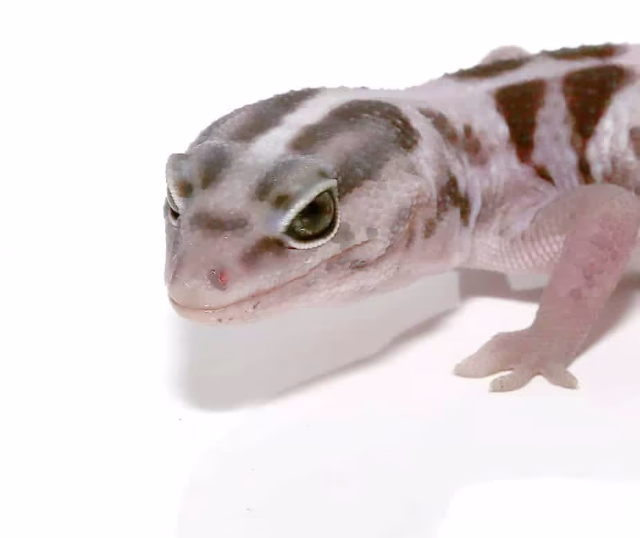 white-out-oreo-fat-tail-gecko white out oreo fat tail gecko e1748112061839