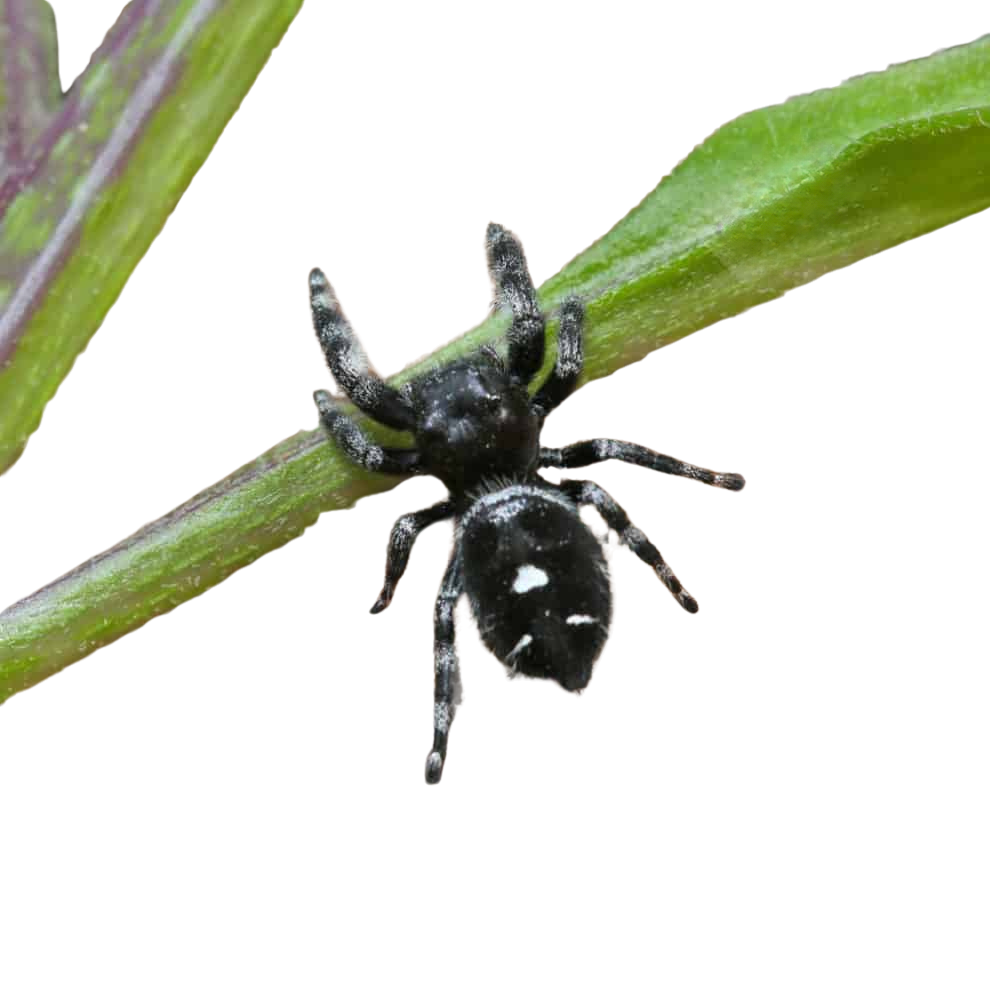 white-phase-bold-jumping-spider (1) white phase bold jumping spider 1