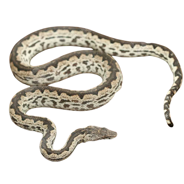 White San Isabel Island Ground Boa
