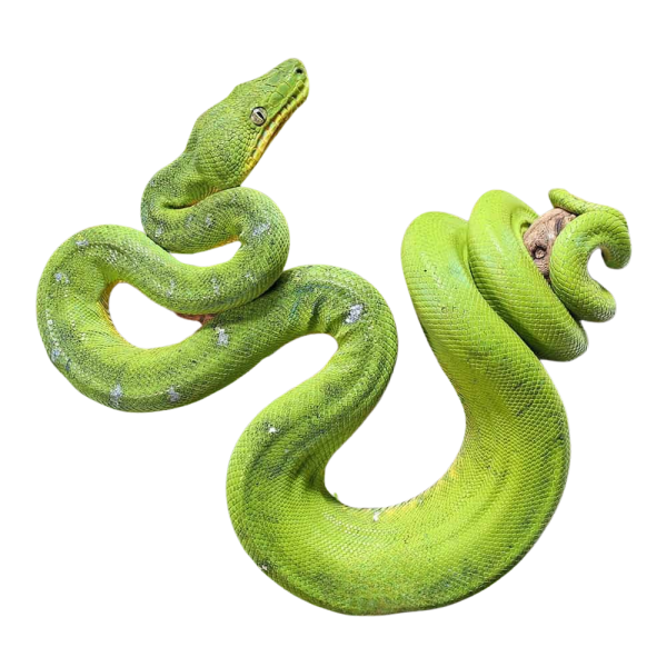 White Spot Emerald Tree Boa