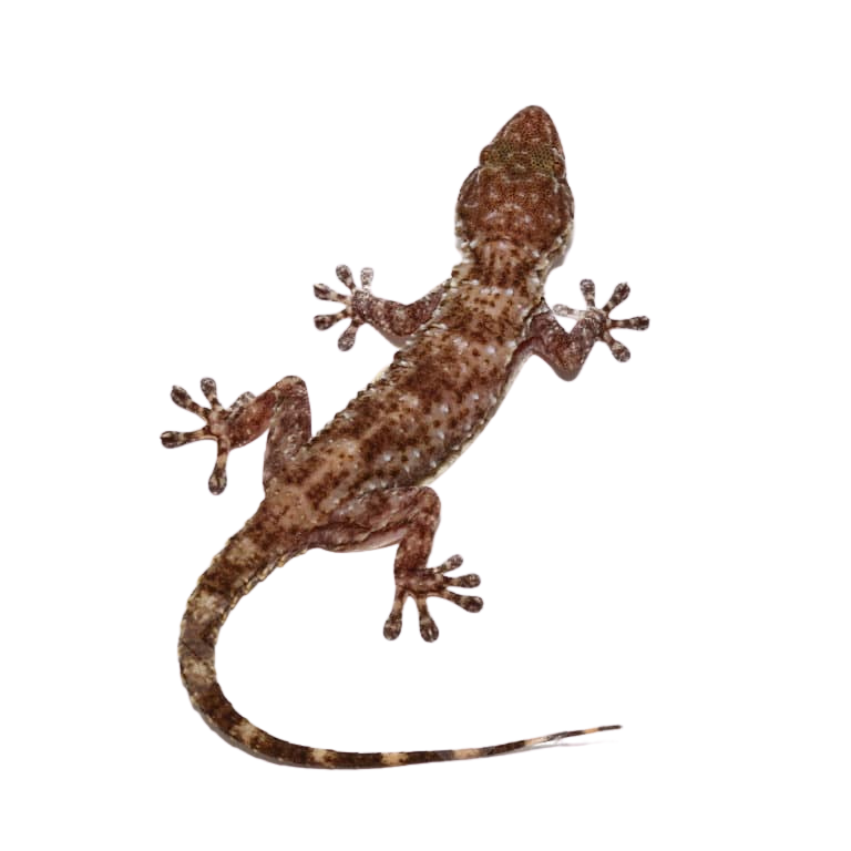 white-spot-gecko (2) white spot gecko 2