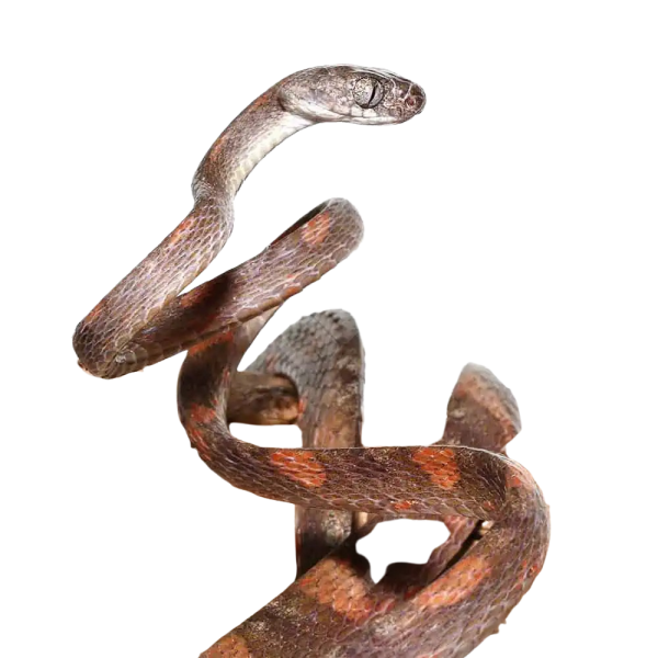 White Spotted Cat Snake