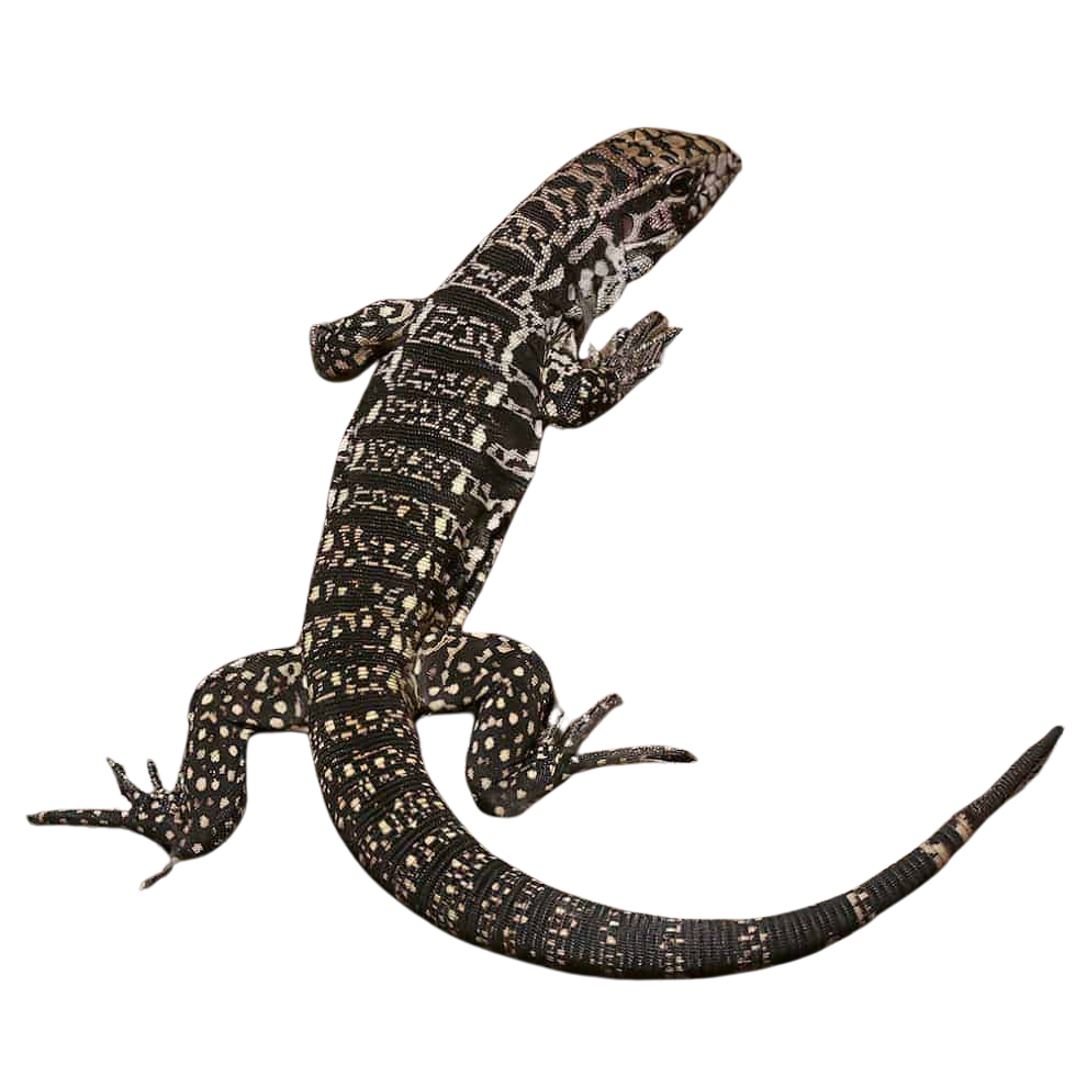 yearling-argentine-black-and-white-tegu-jaguar-line (2) yearling argentine black and white tegu jaguar line 2