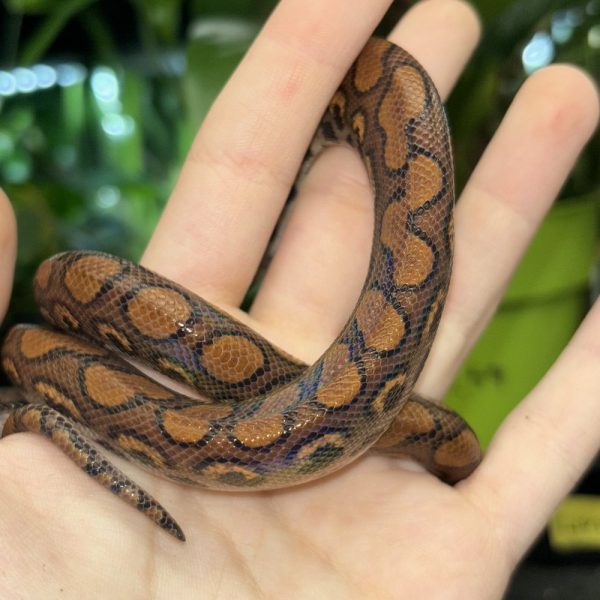 Yearling Brazilian Rainbow Boa