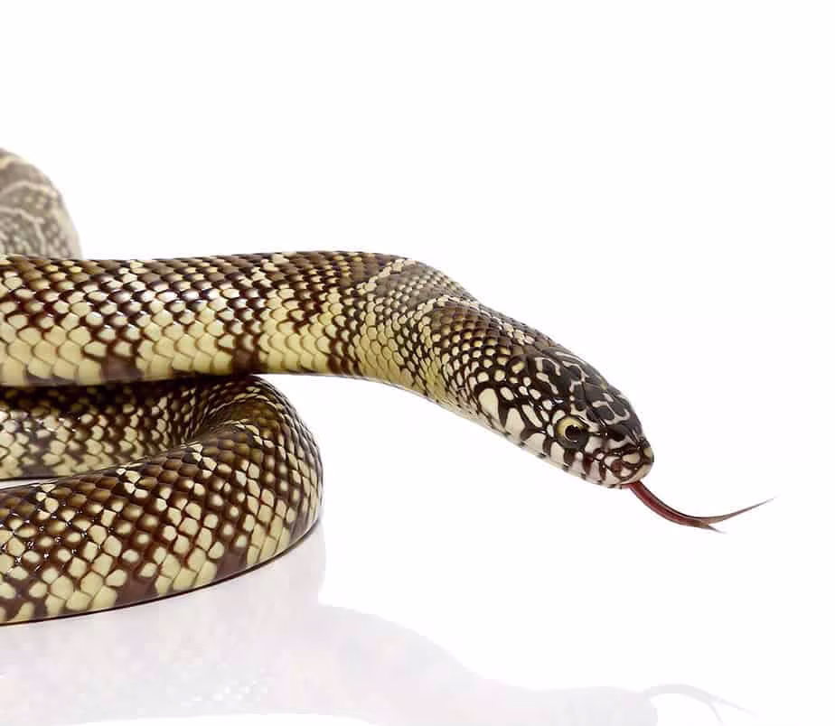 yearling-brooks-kingsnake yearling brooks kingsnake e1746985562335