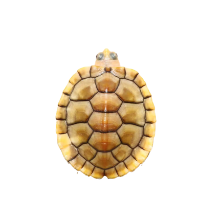 Yearling Caramel Pink Red Ear Slider Turtle