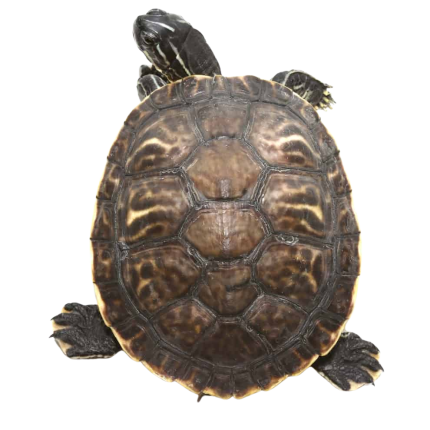 Yearling Charcoal Peninsula Cooter Turtle