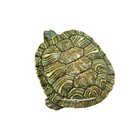Yearling Cumberland Slider Turtle