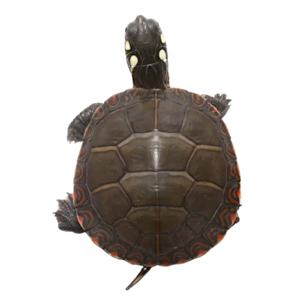 Yearling Eastern Painted Turtle