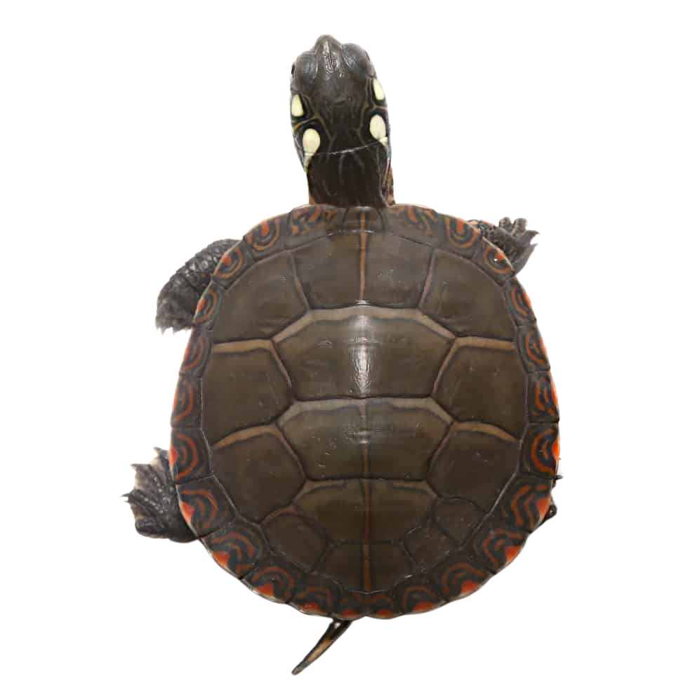 yearling-eastern-painted-turtle (1) yearling eastern painted turtle 1