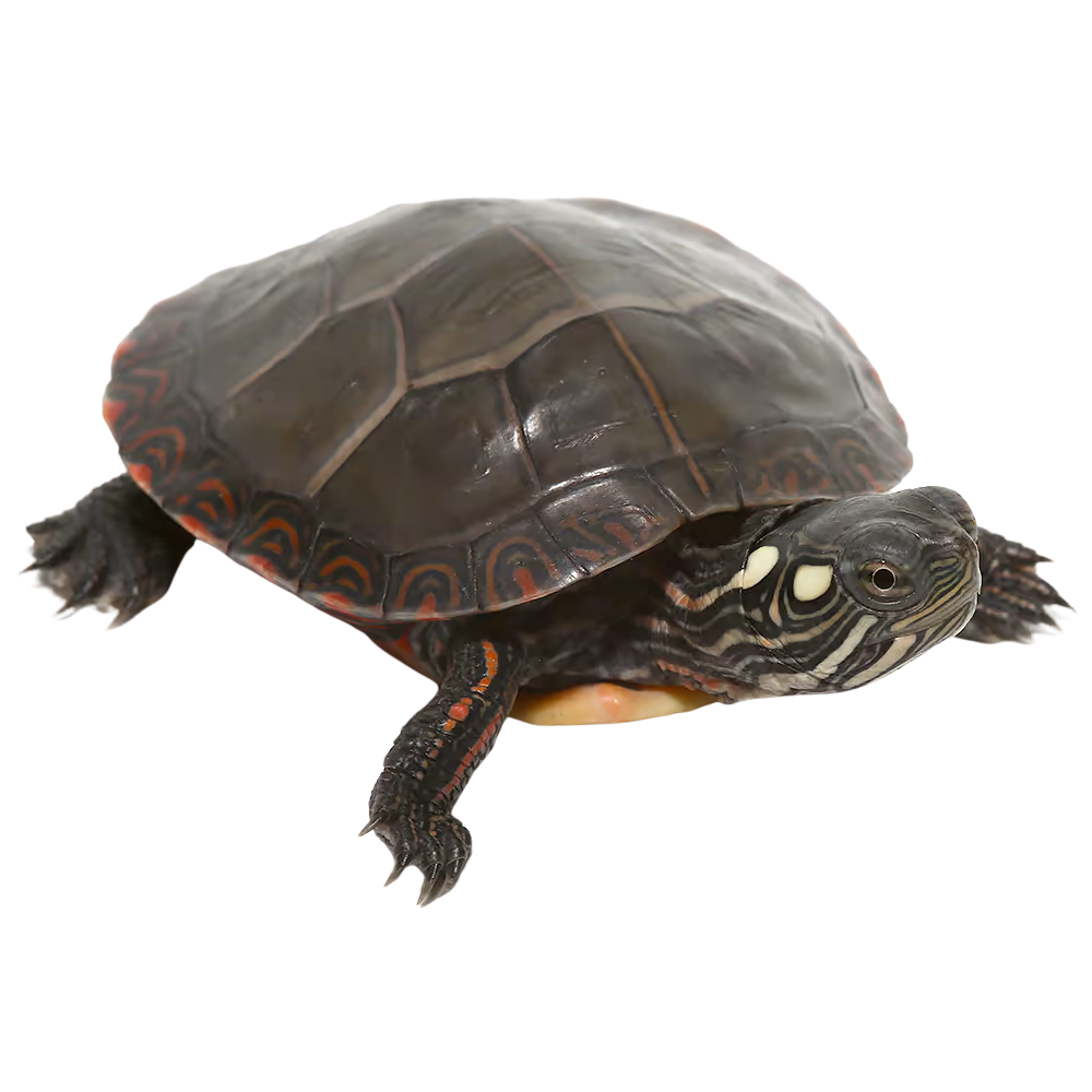 yearling-eastern-painted-turtle (2) yearling eastern painted turtle 2