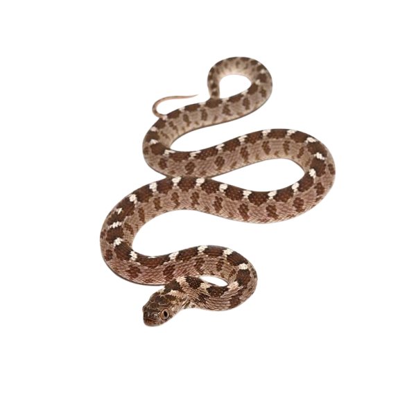 Yearling Egyptian Egg Eating Snake