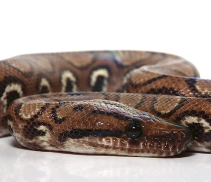 Yearling Female Anery Brazilian Rainbow Boa (#2)
