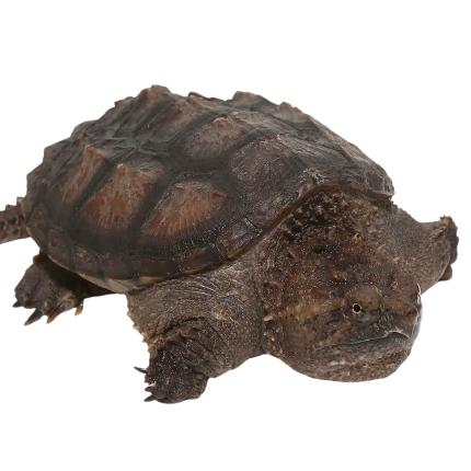 Yearling Florida Snapping Turtle