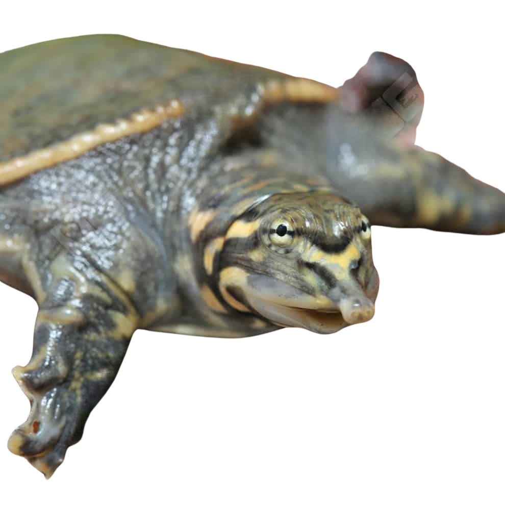 yearling-florida-softshell-turtle (1) yearling florida softshell turtle 1