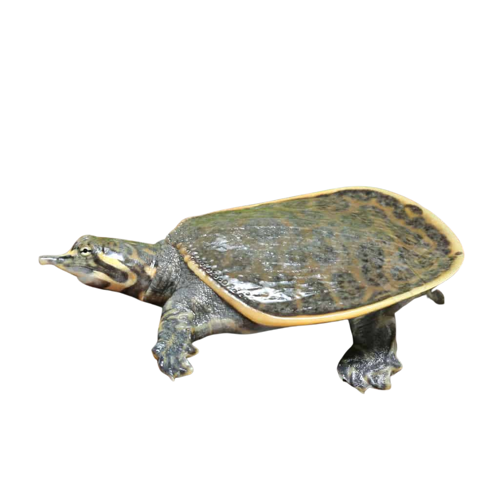 yearling-florida-softshell-turtle (2) yearling florida softshell turtle 2