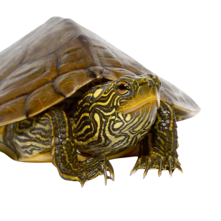 Yearling Geographic Map Turtle