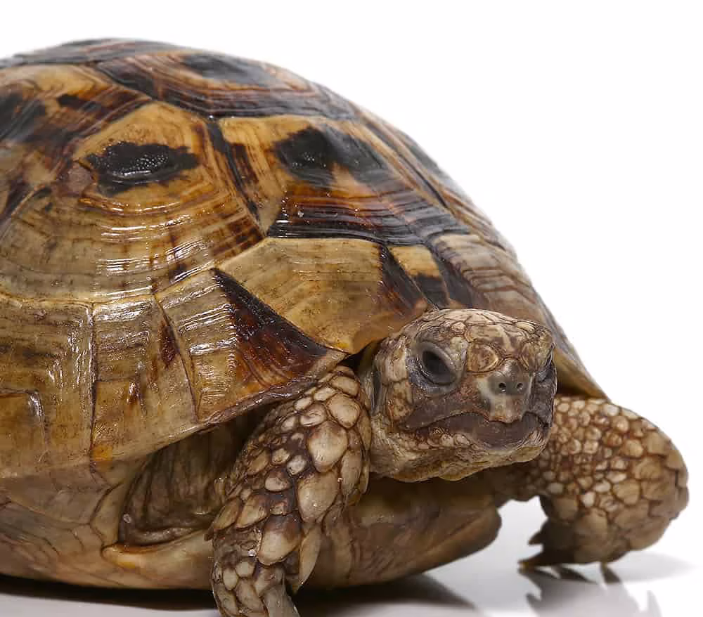 yearling-greek-tortoise yearling greek tortoise e1750440712277