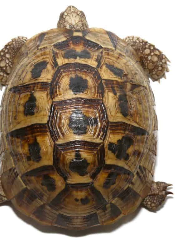 yearling-greek-tortoise yearling greek tortoise e1750440730993