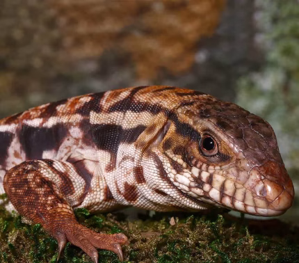 Yearling High White Red Tegu