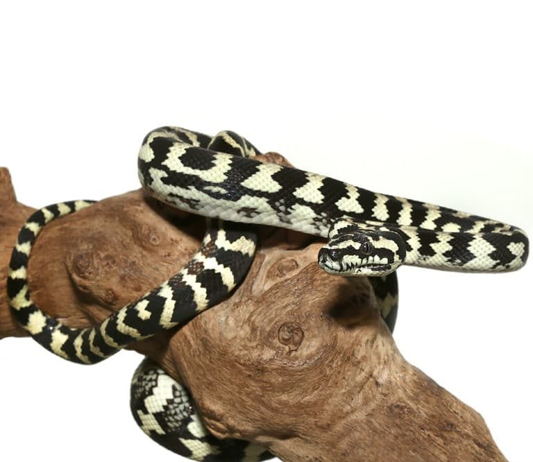 yearling-jungle-carpet-python yearling jungle carpet python e1747035440267