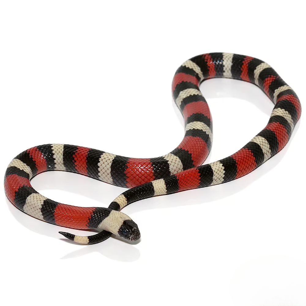 yearling-male-het-albino-pueblan-milksnake yearling male het albino pueblan milksnake