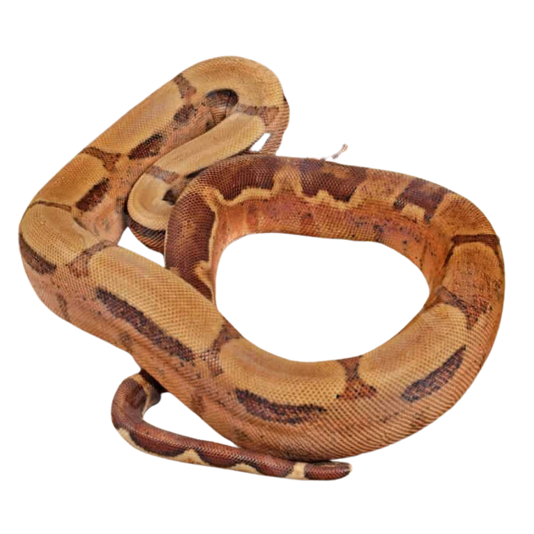 yearling-male-hypo-jungle-het-albino-boa (2) yearling male hypo jungle het albino boa 2