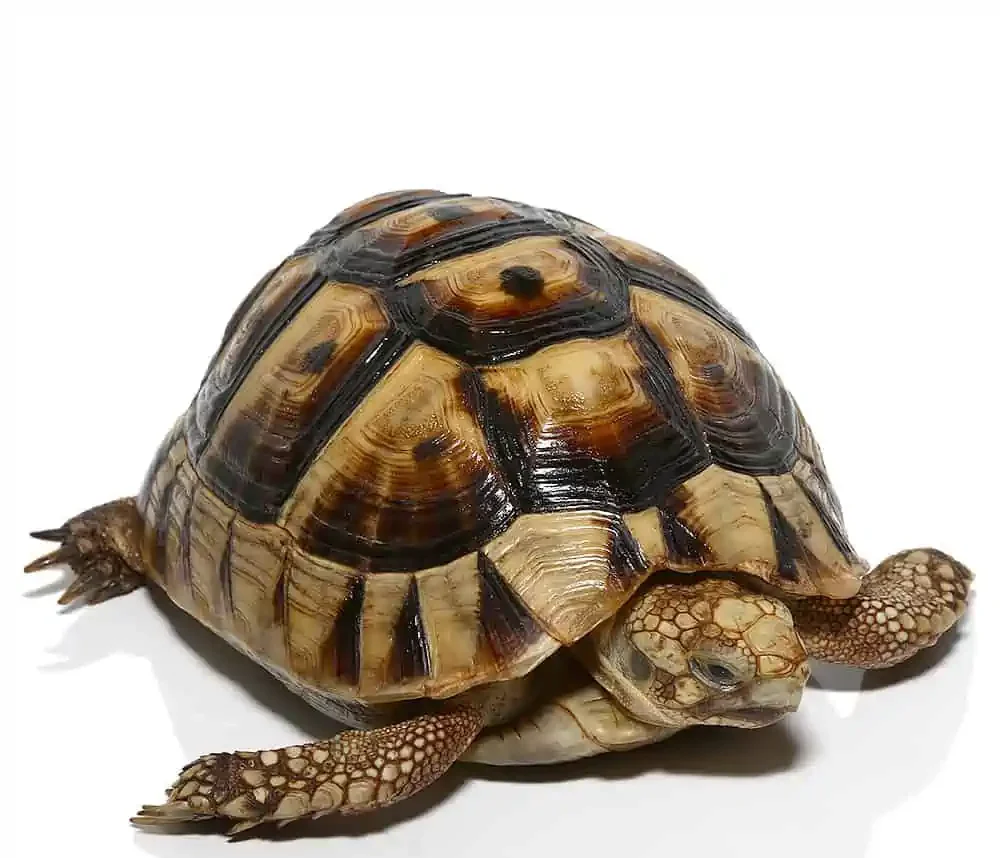 yearling-male-tunisian-greek-tortoise yearling male tunisian greek tortoise e1750418606833