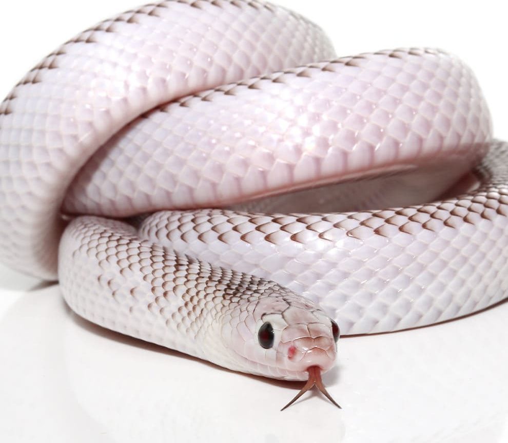 yearling-male-white-side-axanthic-florida-kingsnake yearling male white side axanthic florida kingsnake e1747286347458