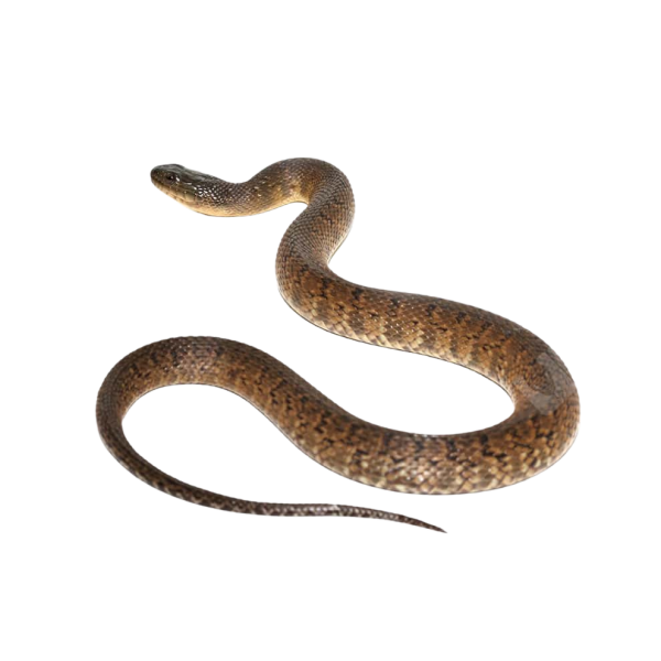 Yearling Mississippi Green Water Snake