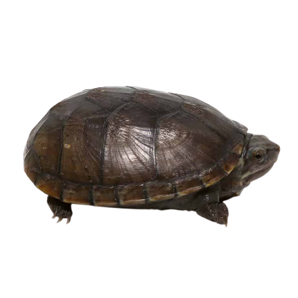 Yearling Mississippi Mud Turtle