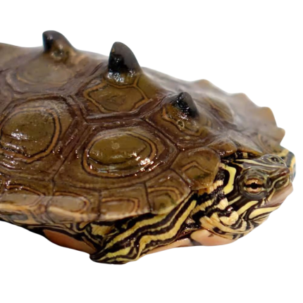 Yearling Northern Black Knob Map Turtles